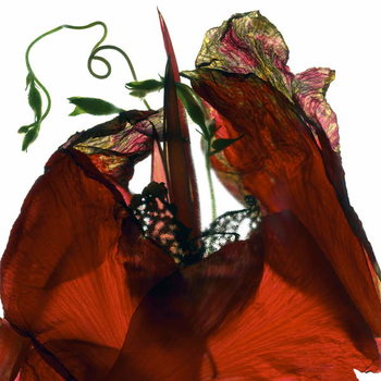 Obraz na płótnie Morning Glory Canna Red