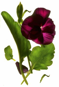 Obraz na płótnie Pansy Purple, 2014,