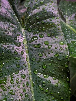 Obraz na płótnie Philodendron burle-marxii