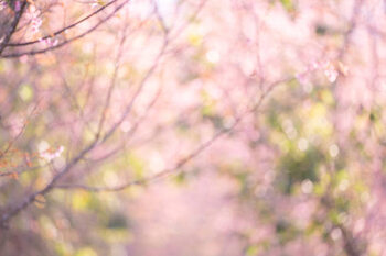 Obraz na płótnie Pink sakura flowers, dreamy romantic spring