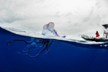 Obraz na płótnie Portuguese man o war floating on
