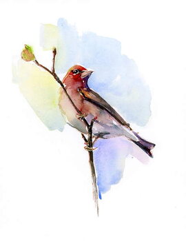 Obraz na płótnie Purple finch, 2016,