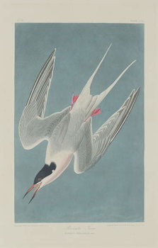 Obraz na płótnie Roseate Tern, 1835