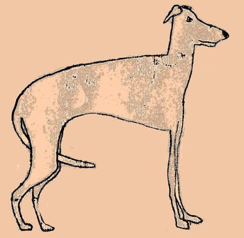 Obraz na płótnie Skinny dog