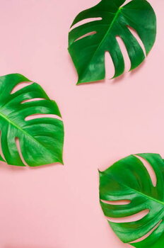 Obraz na płótnie tropical green monstera leaves , branches