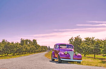 Obraz na płótnie Vintage Car And Orchard