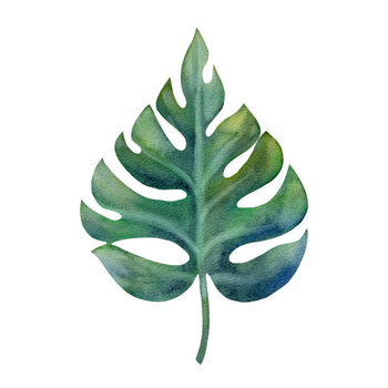 Obraz na płótnie Watercolor green monstera leaf isolated on
