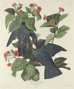 Obraz na płótnie White-crowned Pigeon, 1833