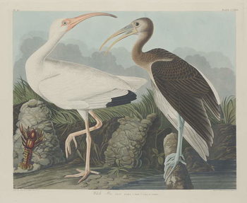 Obraz na płótnie White Ibis, 1834