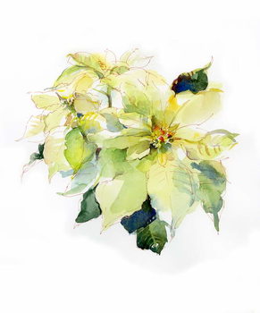 Obraz na płótnie White Poinsettia, 2014,