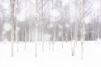 Obraz na płótnie White snowflakes falling over birch tree