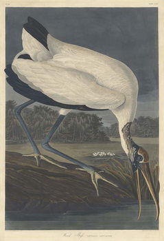 Obraz na płótnie Wood Ibis, 1834