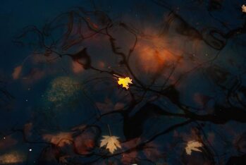 Poster Beautiful shot of maple leaves fallen