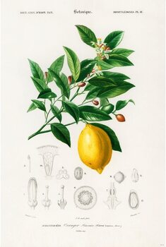 Poster Charles Dessalines d’Orbigny - Citrus Limonium
