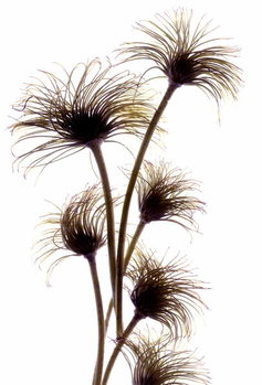 Poster Clematis Buds, 2010,