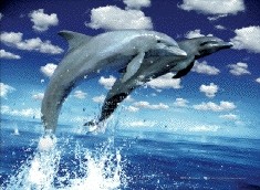 Ingelijste 3D-poster Dolphins leap
