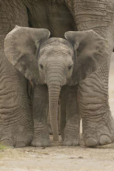 Póster  Elefante - Big Ears