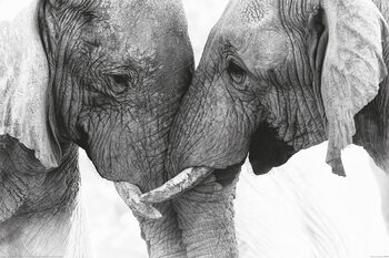 Poster Elefanti - Touch