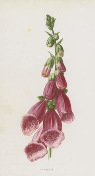 Poster Foxglove