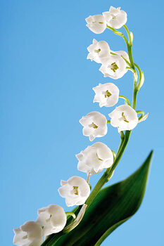 Poster Lily of the valley, convallaria majalis