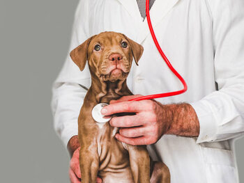 Poster Lovable, pretty puppy of chocolate color. Close-up