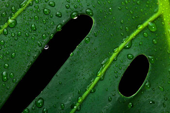Poster Monstera large green jungle leaf with drops
