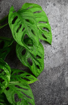 Poster Montstera monkey leaf