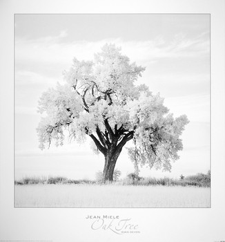 Kunstdruk Oak Tree