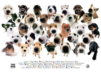 Poster The dog - collage