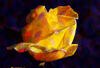 Poster Yellow Rose