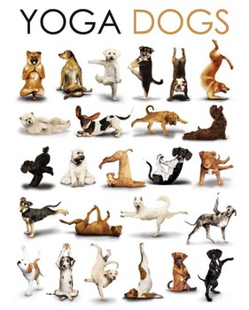 Poster Yoga dogs - compilation