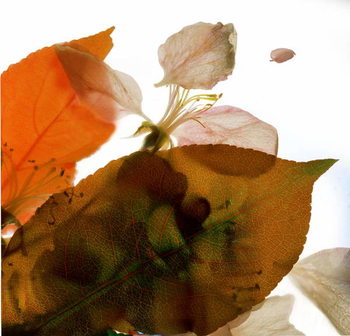 Poster Crabapple Rose I, 2014,