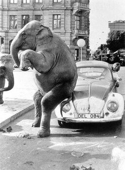 Poster Elephant on VW, ca. 1950, exact place unknown, Cuba, Caribbean, Central America, 1950