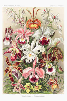 Poster Ernst Haeckel - Orchideen