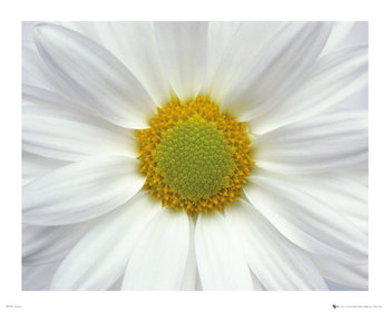 Poster Flowers - Daisy