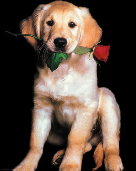 Poster Golden retriever