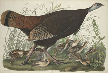 Tablou pe pânză Great American Hen and Young, 1827