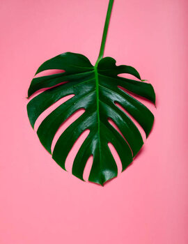 Poster Green leaf of monstera on a