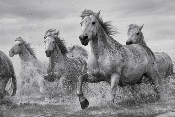 Poster Horses - Camargue Horses