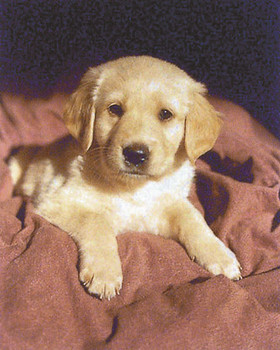 Poster Puppy