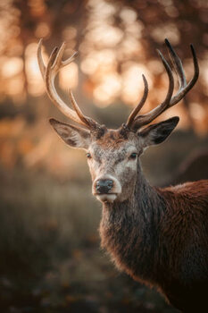 Poster Red Deer Stag Portrait