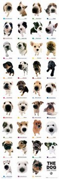 Poster The dog - collection