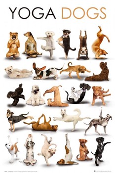 Poster Yoga dogs