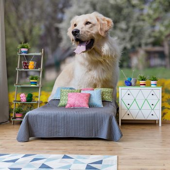 Golden Retriever Dog Poster Mural XXL