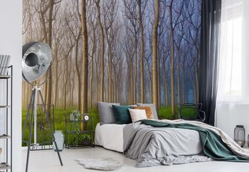 Morning Of The Forest Poster Mural XXL