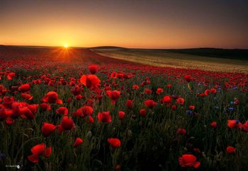 Sunrise Between Poppies Poster Mural XXL