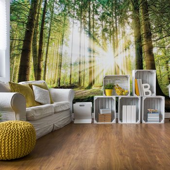 Sunrise Through The Forest Trees Poster Mural XXL