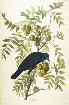 Póster American Crow, 1833