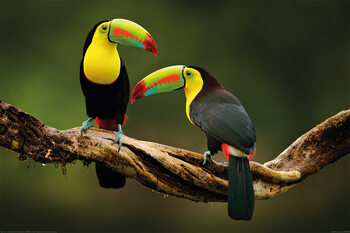Poster Birds - Toucan