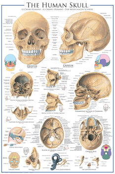 Póster Cráneo - anatomía